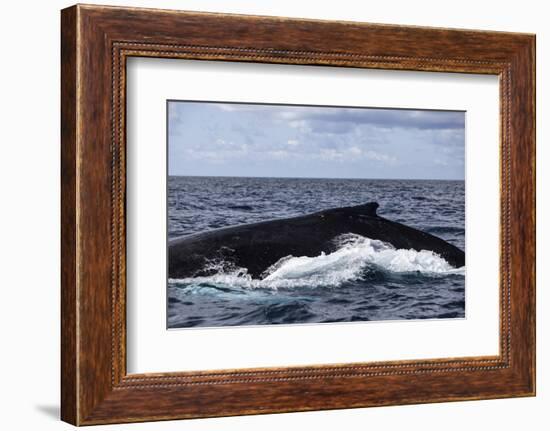 A Large Humpback Whale Swims at the Surface of the Atlantic Ocean-Stocktrek Images-Framed Photographic Print
