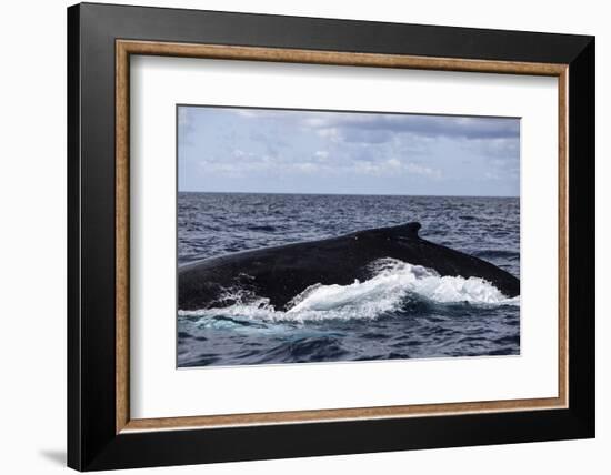 A Large Humpback Whale Swims at the Surface of the Atlantic Ocean-Stocktrek Images-Framed Photographic Print