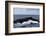 A Large Humpback Whale Swims at the Surface of the Atlantic Ocean-Stocktrek Images-Framed Photographic Print