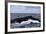 A Large Humpback Whale Swims at the Surface of the Atlantic Ocean-Stocktrek Images-Framed Photographic Print