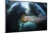 A Large Lion's Mane Jellyfish Swims in a Kelp Forest-Stocktrek Images-Mounted Photographic Print