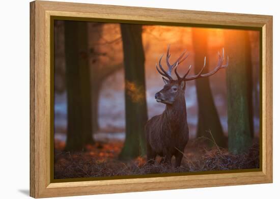 A Large Majestic Red Deer Stag in the Orange Early Morning Glow in Richmond Park-Alex Saberi-Framed Premier Image Canvas