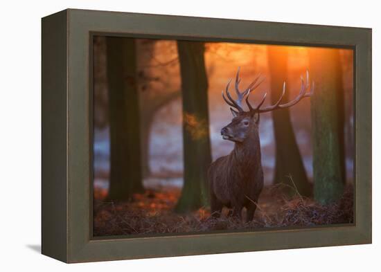 A Large Majestic Red Deer Stag in the Orange Early Morning Glow in Richmond Park-Alex Saberi-Framed Premier Image Canvas