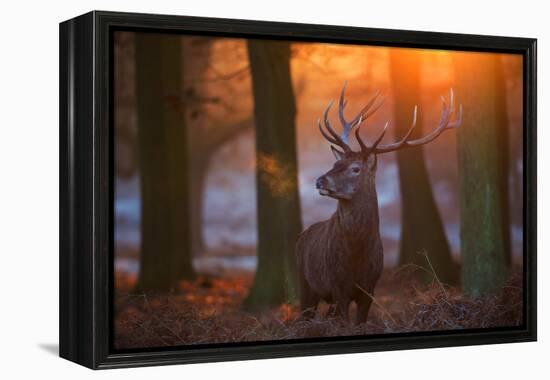 A Large Majestic Red Deer Stag in the Orange Early Morning Glow in Richmond Park-Alex Saberi-Framed Premier Image Canvas