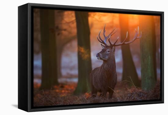 A Large Majestic Red Deer Stag in the Orange Early Morning Glow in Richmond Park-Alex Saberi-Framed Premier Image Canvas