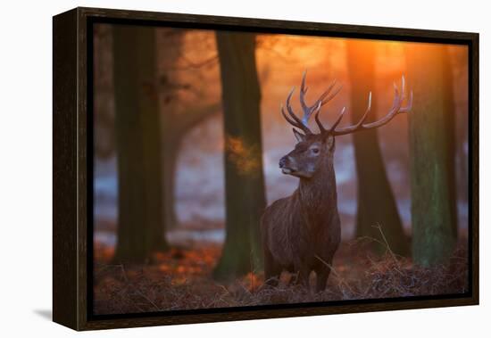 A Large Majestic Red Deer Stag in the Orange Early Morning Glow in Richmond Park-Alex Saberi-Framed Premier Image Canvas