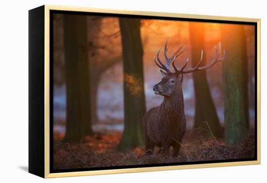 A Large Majestic Red Deer Stag in the Orange Early Morning Glow in Richmond Park-Alex Saberi-Framed Premier Image Canvas