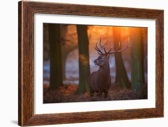 A Large Majestic Red Deer Stag in the Orange Early Morning Glow in Richmond Park-Alex Saberi-Framed Photographic Print