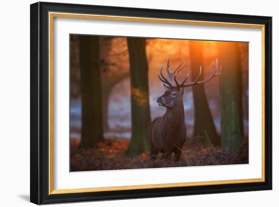 A Large Majestic Red Deer Stag in the Orange Early Morning Glow in Richmond Park-Alex Saberi-Framed Photographic Print