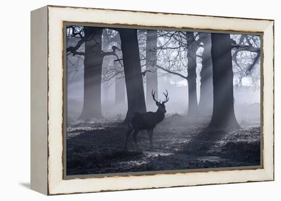 A Large Male Red Deer Stag, Cervus Elaphus, Walks In Richmond Park At Dawn-Alex Saberi-Framed Premier Image Canvas