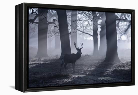 A Large Male Red Deer Stag, Cervus Elaphus, Walks In Richmond Park At Dawn-Alex Saberi-Framed Premier Image Canvas