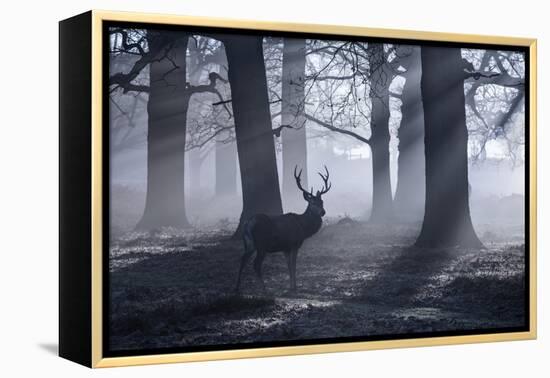 A Large Male Red Deer Stag, Cervus Elaphus, Walks In Richmond Park At Dawn-Alex Saberi-Framed Premier Image Canvas