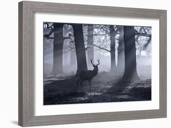 A Large Male Red Deer Stag, Cervus Elaphus, Walks In Richmond Park At Dawn-Alex Saberi-Framed Photographic Print