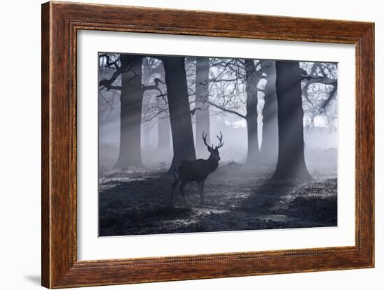 A Large Male Red Deer Stag, Cervus Elaphus, Walks In Richmond Park At Dawn-Alex Saberi-Framed Photographic Print