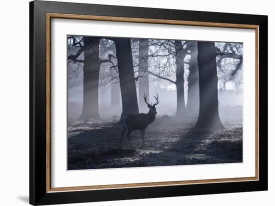 A Large Male Red Deer Stag, Cervus Elaphus, Walks In Richmond Park At Dawn-Alex Saberi-Framed Photographic Print