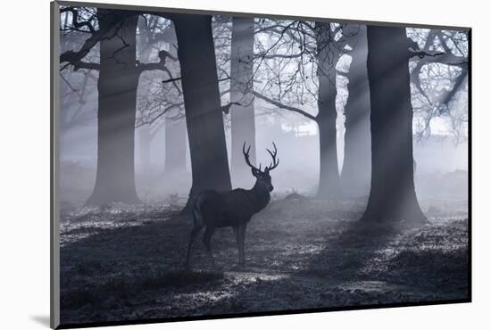 A Large Male Red Deer Stag, Cervus Elaphus, Walks In Richmond Park At Dawn-Alex Saberi-Mounted Premium Photographic Print