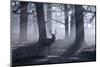 A Large Male Red Deer Stag, Cervus Elaphus, Walks In Richmond Park At Dawn-Alex Saberi-Mounted Premium Photographic Print