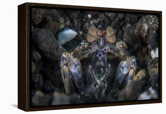 A Large Mantis Shrimp Waits to Ambush Prey on a Reef-Stocktrek Images-Framed Premier Image Canvas