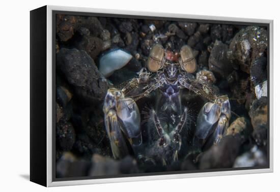 A Large Mantis Shrimp Waits to Ambush Prey on a Reef-Stocktrek Images-Framed Premier Image Canvas