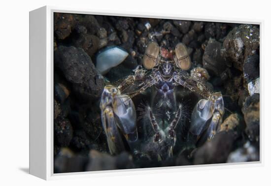 A Large Mantis Shrimp Waits to Ambush Prey on a Reef-Stocktrek Images-Framed Premier Image Canvas