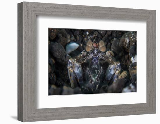 A Large Mantis Shrimp Waits to Ambush Prey on a Reef-Stocktrek Images-Framed Photographic Print