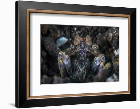 A Large Mantis Shrimp Waits to Ambush Prey on a Reef-Stocktrek Images-Framed Photographic Print