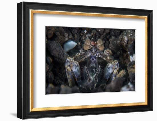 A Large Mantis Shrimp Waits to Ambush Prey on a Reef-Stocktrek Images-Framed Photographic Print
