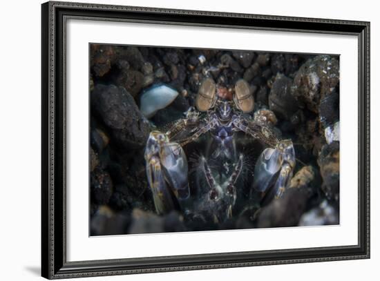 A Large Mantis Shrimp Waits to Ambush Prey on a Reef-Stocktrek Images-Framed Photographic Print