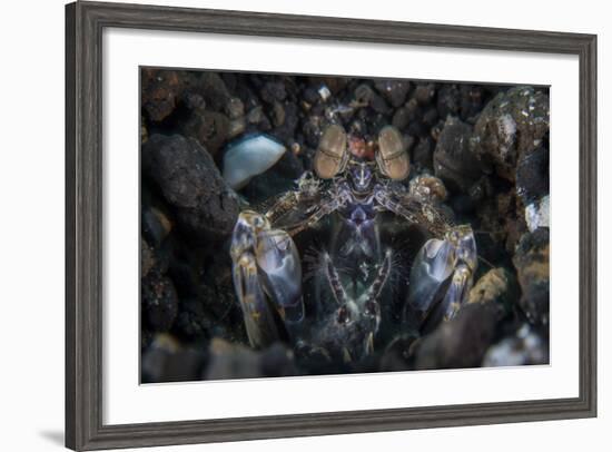 A Large Mantis Shrimp Waits to Ambush Prey on a Reef-Stocktrek Images-Framed Photographic Print