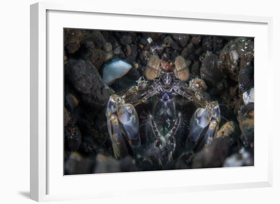 A Large Mantis Shrimp Waits to Ambush Prey on a Reef-Stocktrek Images-Framed Photographic Print