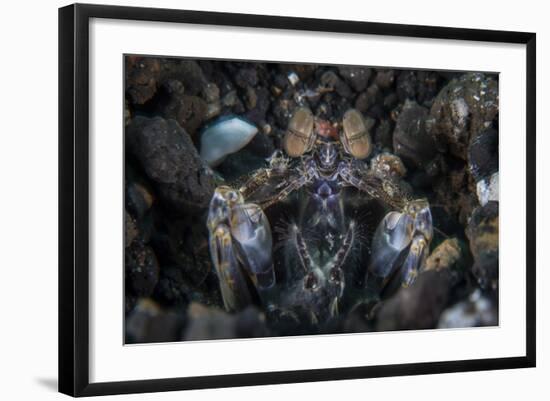 A Large Mantis Shrimp Waits to Ambush Prey on a Reef-Stocktrek Images-Framed Photographic Print
