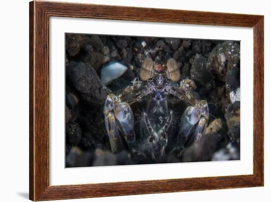 A Large Mantis Shrimp Waits to Ambush Prey on a Reef-Stocktrek Images-Framed Photographic Print