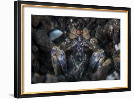 A Large Mantis Shrimp Waits to Ambush Prey on a Reef-Stocktrek Images-Framed Photographic Print