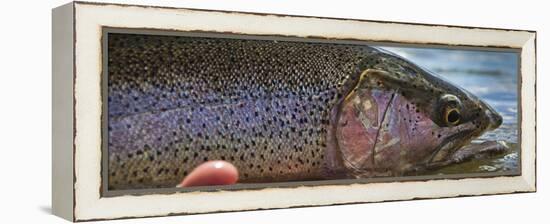 A Large Rainbow Trout Ready to Be Released on the Henry's Fork River in Idaho.-Clint Losee-Framed Premier Image Canvas