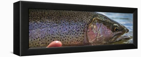 A Large Rainbow Trout Ready to Be Released on the Henry's Fork River in Idaho.-Clint Losee-Framed Premier Image Canvas