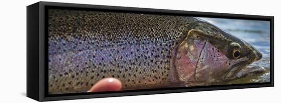 A Large Rainbow Trout Ready to Be Released on the Henry's Fork River in Idaho.-Clint Losee-Framed Premier Image Canvas