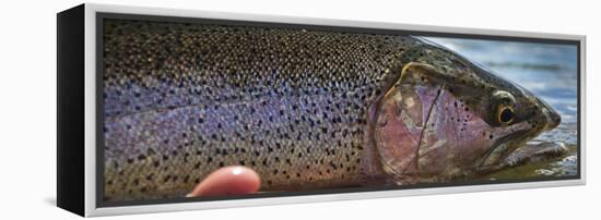 A Large Rainbow Trout Ready to Be Released on the Henry's Fork River in Idaho.-Clint Losee-Framed Premier Image Canvas