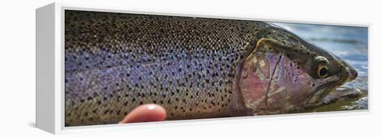 A Large Rainbow Trout Ready to Be Released on the Henry's Fork River in Idaho.-Clint Losee-Framed Premier Image Canvas