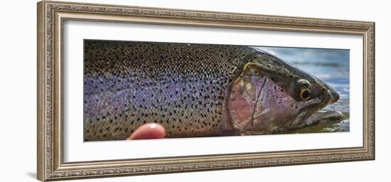 A Large Rainbow Trout Ready to Be Released on the Henry's Fork River in Idaho.-Clint Losee-Framed Photographic Print