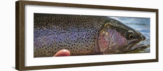 A Large Rainbow Trout Ready to Be Released on the Henry's Fork River in Idaho.-Clint Losee-Framed Photographic Print