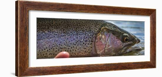 A Large Rainbow Trout Ready to Be Released on the Henry's Fork River in Idaho.-Clint Losee-Framed Photographic Print