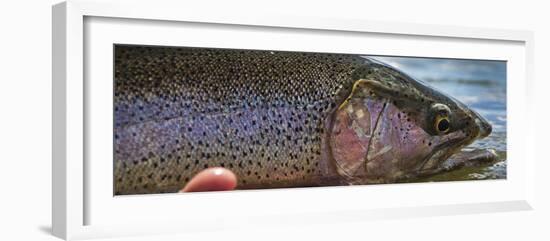 A Large Rainbow Trout Ready to Be Released on the Henry's Fork River in Idaho.-Clint Losee-Framed Photographic Print