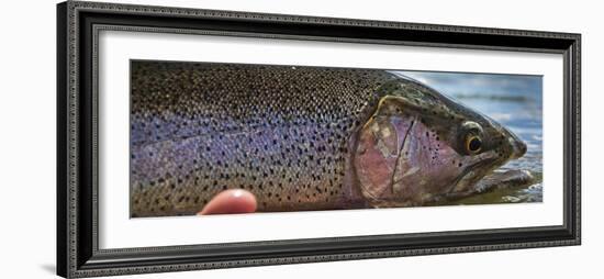 A Large Rainbow Trout Ready to Be Released on the Henry's Fork River in Idaho.-Clint Losee-Framed Photographic Print