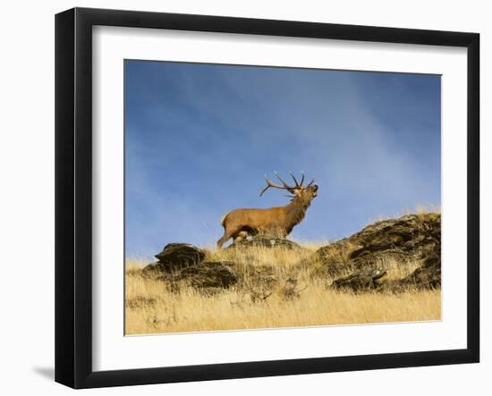 A Large Red Deer  (Cervus Elaphus) Stag Bellows Loudly  on a Tus-Sergio Ballivian-Framed Photographic Print