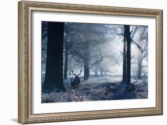 A Large Red Deer Stag And Fawn, Cervus Elaphus, Make Their Way Through Richmond Park At Dawn-Alex Saberi-Framed Photographic Print