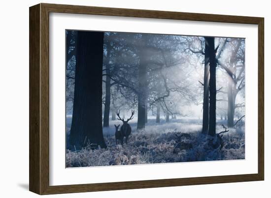 A Large Red Deer Stag And Fawn, Cervus Elaphus, Make Their Way Through Richmond Park At Dawn-Alex Saberi-Framed Photographic Print