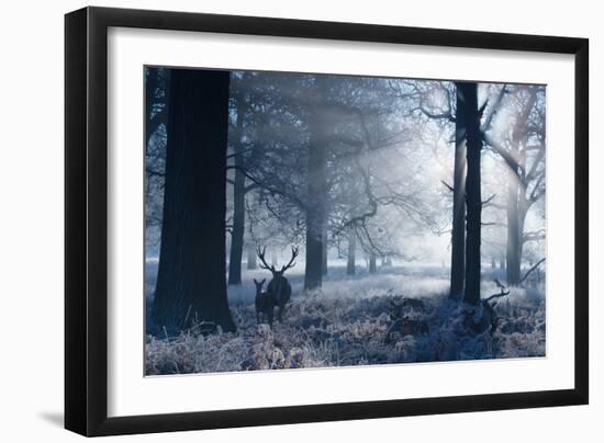 A Large Red Deer Stag And Fawn, Cervus Elaphus, Make Their Way Through Richmond Park At Dawn-Alex Saberi-Framed Photographic Print