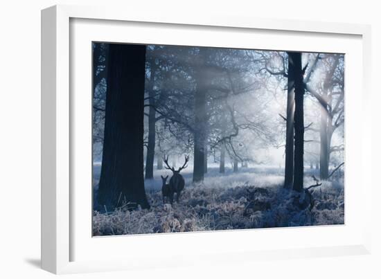 A Large Red Deer Stag And Fawn, Cervus Elaphus, Make Their Way Through Richmond Park At Dawn-Alex Saberi-Framed Photographic Print
