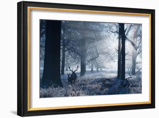 A Large Red Deer Stag And Fawn, Cervus Elaphus, Make Their Way Through Richmond Park At Dawn-Alex Saberi-Framed Photographic Print