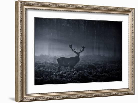 A Large Red Deer Stag, Cervus Elaphus, In Richmond Park At Dawn-Alex Saberi-Framed Photographic Print